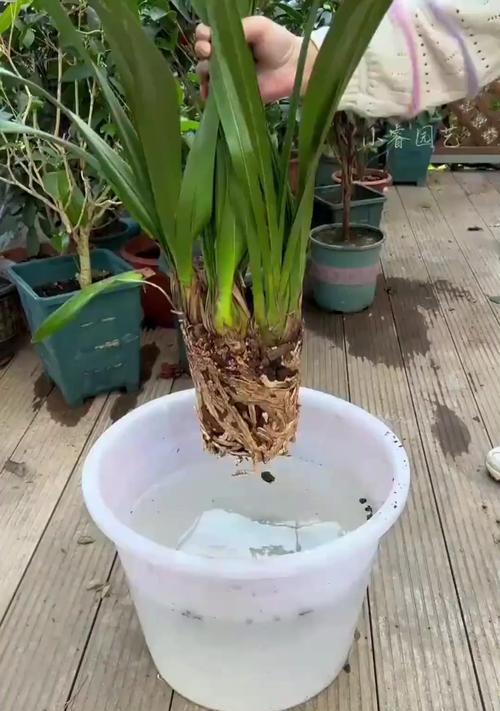 兰花的粗壮生长之道（以兰花怎么养能长的粗壮）