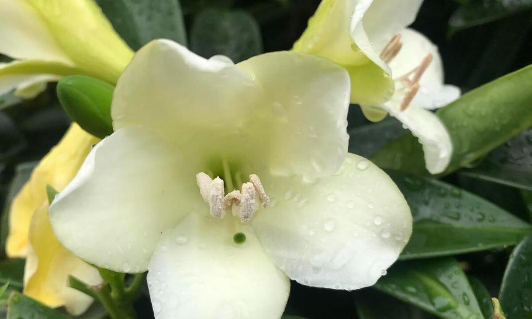 如何养护非洲茉莉（养护技巧分享，让你的茉莉更健康）