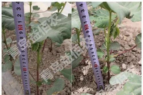 高产棉花的追肥技巧（何时追肥最合适？追肥方法有哪些？）