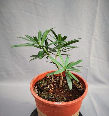 罗汉松插枝繁殖的技巧