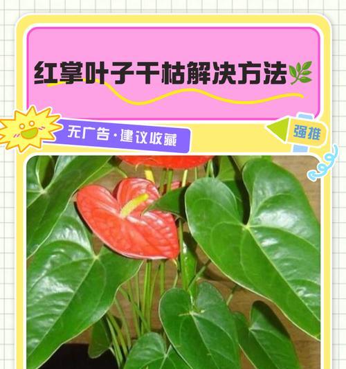 红掌花朵的干枯现象及原因探究（红掌花朵干枯的关键原因及应对方法）