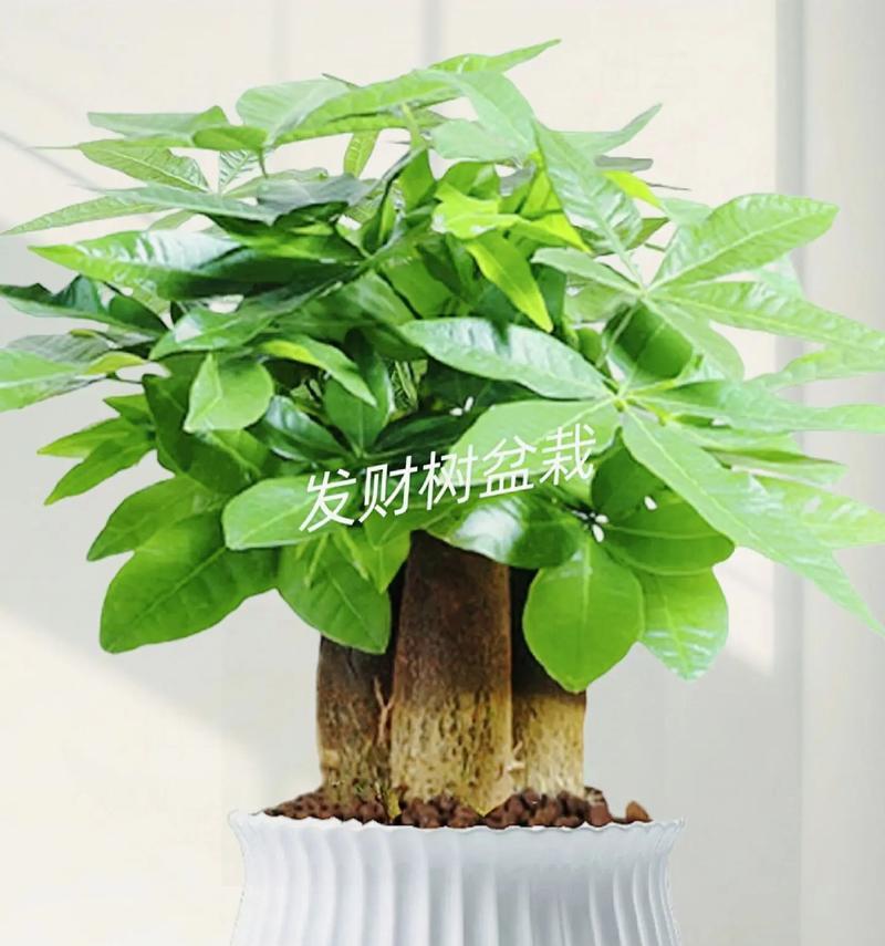 种植发财树的养护方法（助你财富滚滚而来的发财树养护秘籍）