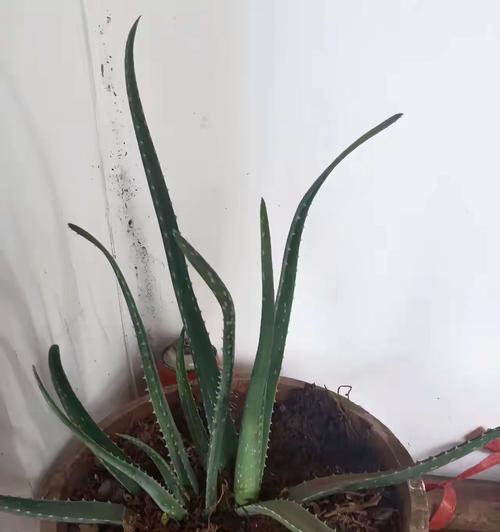 探究芦荟根系的特点和作用（芦荟根系发达的原因和应用前景）