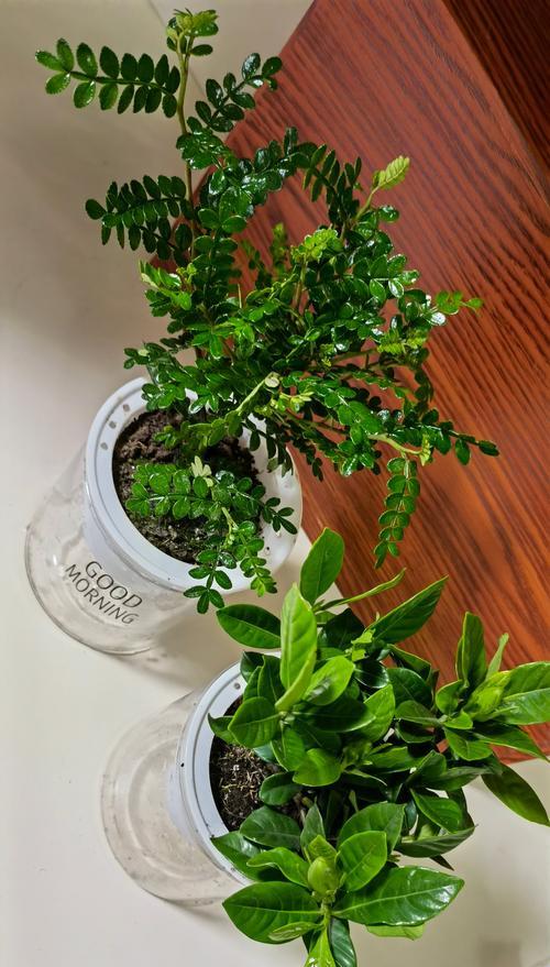 栀子花水培与种植全攻略（掌握栀子花水培技巧，让花园绽放芬芳）