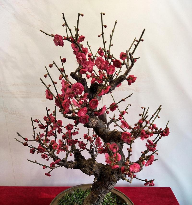 盆栽梅花的温度适应性研究（如何为盆栽梅花提供适合的温度环境）