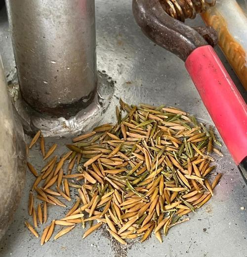 水梅修剪技巧大揭秘（打造美丽花园的必备技能）