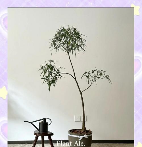 屋里树的浇水方法（室内绿植的水分需求与浇水技巧）