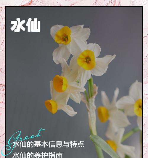 水仙不是一般的草本植物（探究水仙的植物特征及分类）