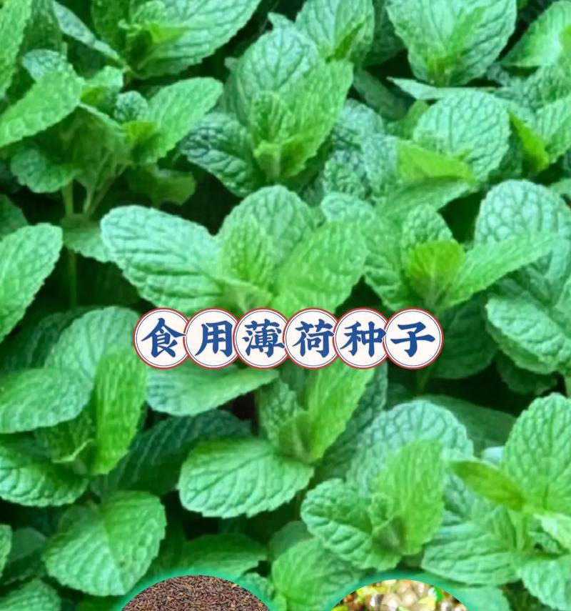 如何处理薄荷上的虫子（有效清除薄荷上的害虫，保障健康）