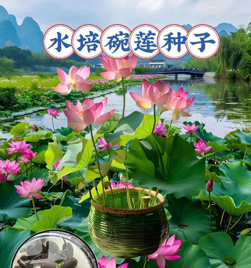 以碗莲根须在土面上如何培养（打造美丽的水生植物景观）