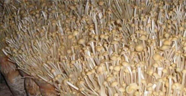 金针菇养殖技术详解（掌握金针菇养殖的关键，打造高产高质的金针菇种植基地）