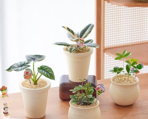室内最好养的花卉——让你的家庭更加绿色