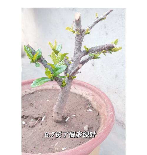 以水插桅子花生根的移盆技巧（一种简单有效的植物移栽方法）
