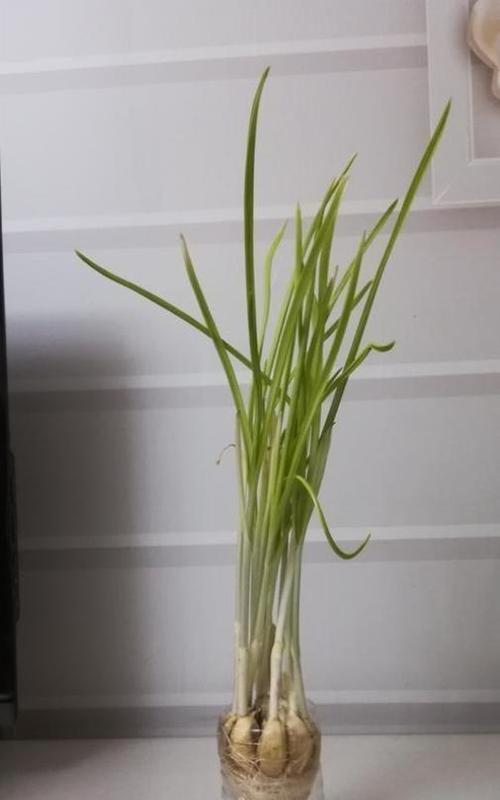 大蒜盆栽种植指南（学会种植大蒜的技巧和要点）
