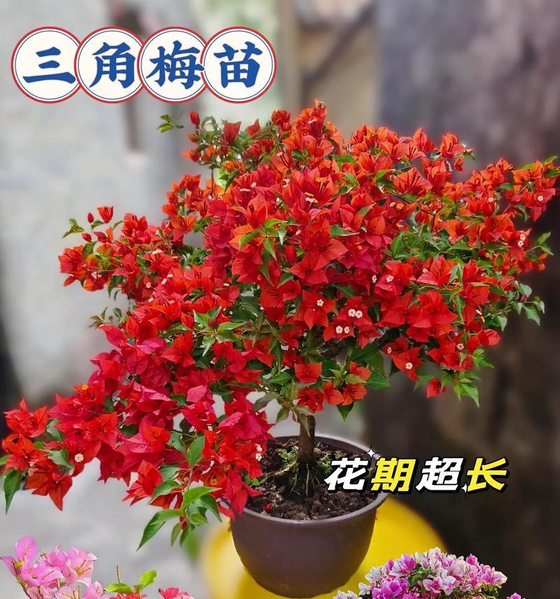 如何避免三角梅掉花？（掌握关键养护技巧，让三角梅花朵长久绽放）