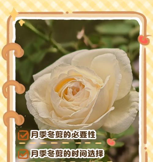 如何正确剪花，让月季绽放迷人芬芳（月季剪花技巧与注意事项，助您打造美丽花园）