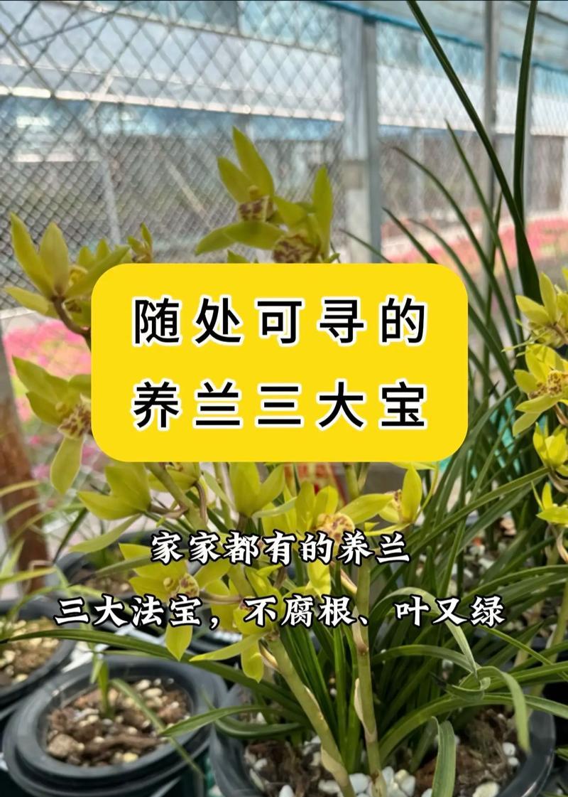 吊竹兰花的养殖技巧与注意事项（打造高雅花墙的首选植物，轻松打造清新室内绿意）