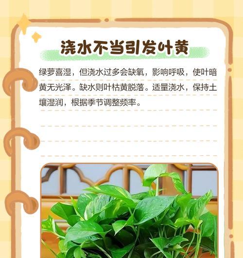 绿萝叶子黄了如何补救？（绿萝叶子变黄的原因和有效处理方法）