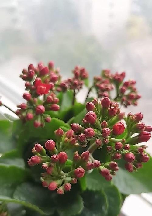 长寿花如何度过寒冬？（寒冬保护长寿花的关键方法及注意事项）