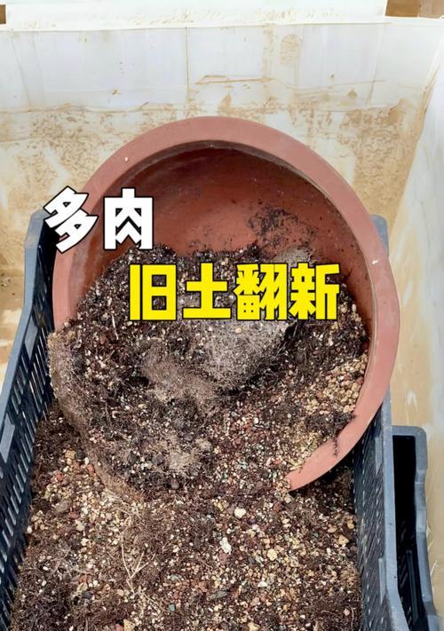 多肉生长点脏了怎么办？（清洁多肉植物生长点的方法与注意事项）