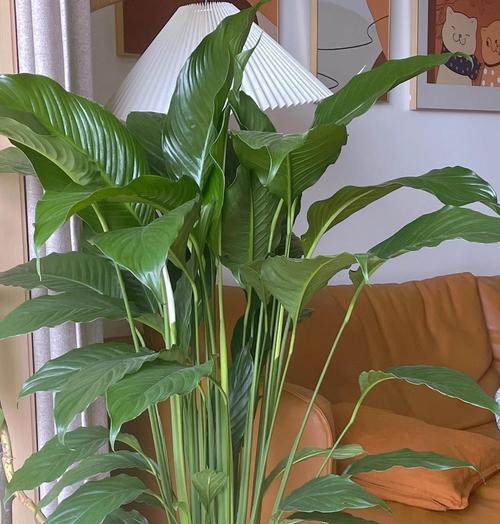 白掌花蕾养护指南（让白掌开出美丽花朵的关键养护技巧）