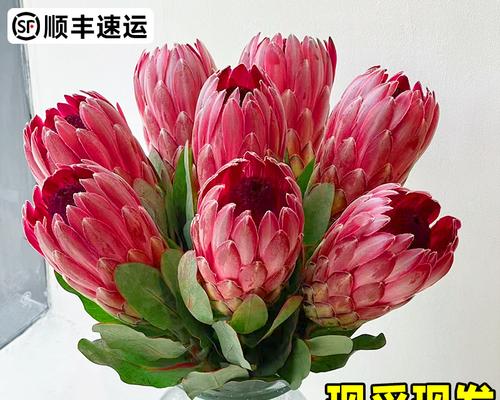 《培育帝王花，享受花海璀璨》（以鲜花帝王花怎么养？）