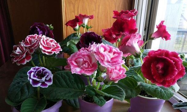 长年生花卉的品种及养护技巧（打造四季常青的花园）