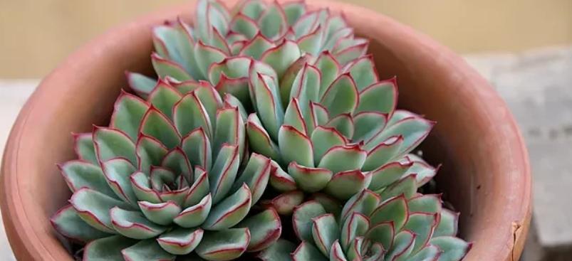 优化植物生长环境，防止花月夜叶片过长（解决叶片过长问题的方法和技巧）