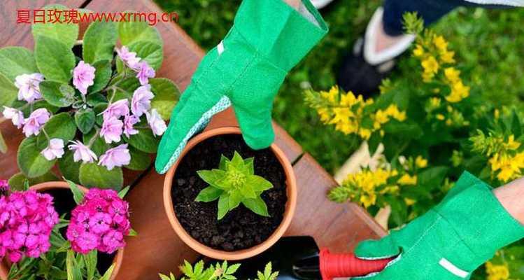 百花小松养护指南（打造迷人的百花小松花园）