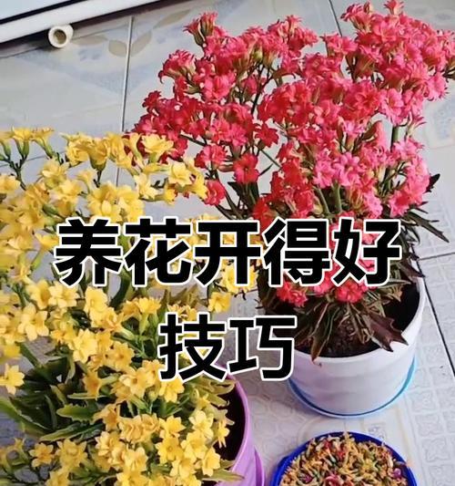 花木施肥的正确方法与技巧（掌握花木施肥的关键，让花木茁壮成长）