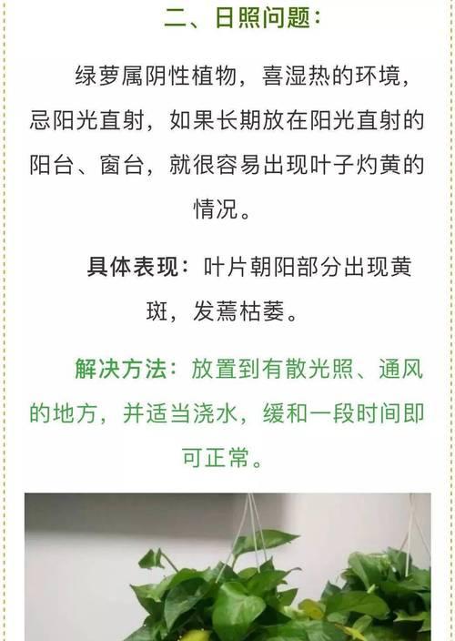 绿萝的养护技巧——让你的绿萝更旺盛（打造健康绿萝的关键诀窍，助你成为养护高手）