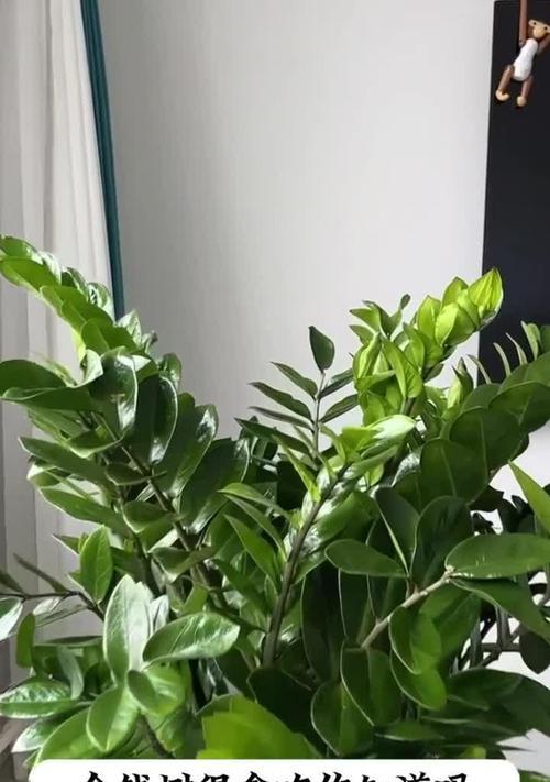 金钱树叶片软怎么办？解决方法大揭秘！（挑选适合的环境与护理方法，让金钱树恢复健康生长）
