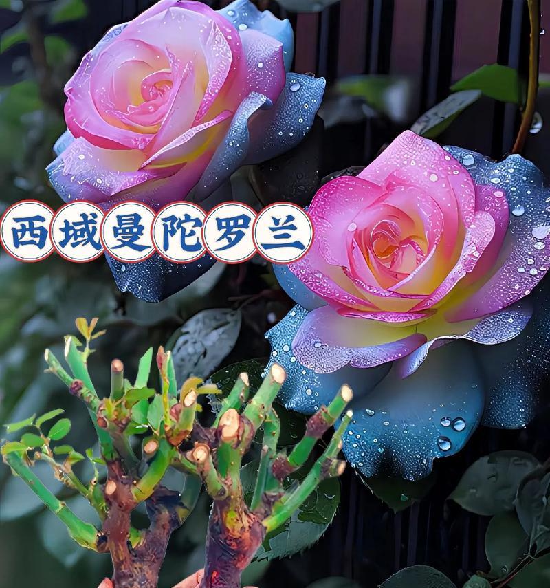 曼陀罗种植指南（从种子到花朵，轻松栽培曼陀罗的秘诀）