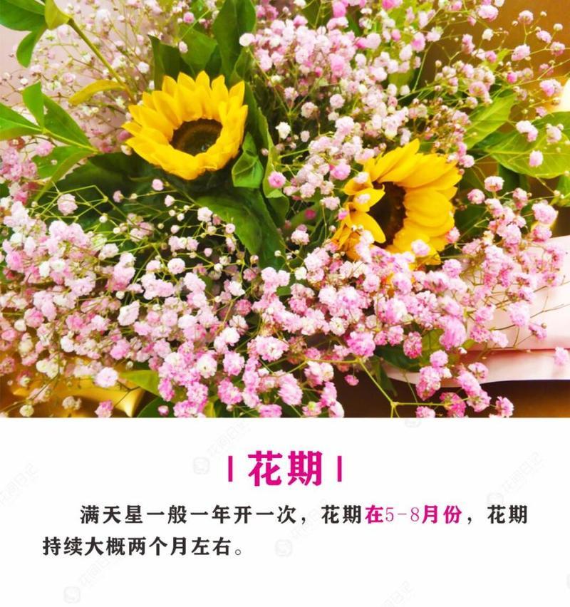 如何巧妙插搭圆锥石头花园，打造独特风景（以圆锥石头花怎么插好看为主题，教你五步轻松完成）