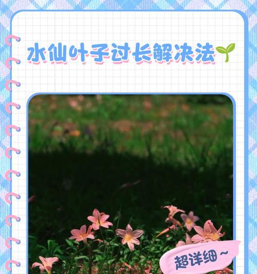 水仙不开花的原因及解决办法（探究水仙不开花的问题以及有效解决之道）