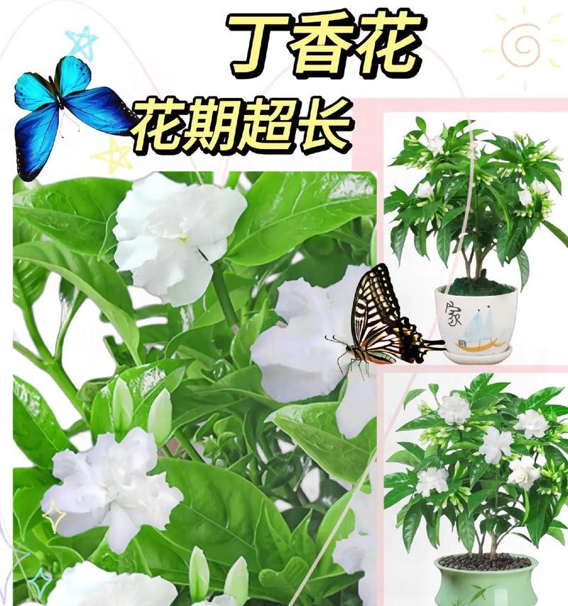 丁香绿植养护秘籍（打造健康繁茂的丁香绿植，你需要知道的关键点）