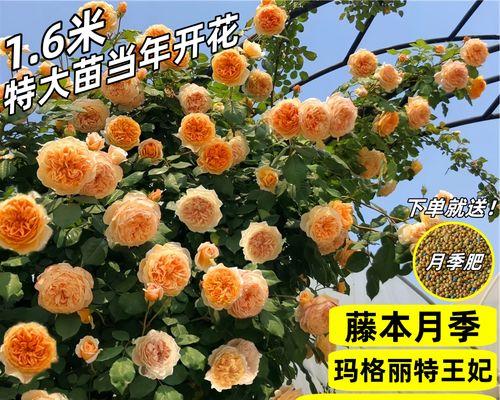 蔷薇——一种广泛分布的灌木植物（了解蔷薇的生态特征、分类和用途）