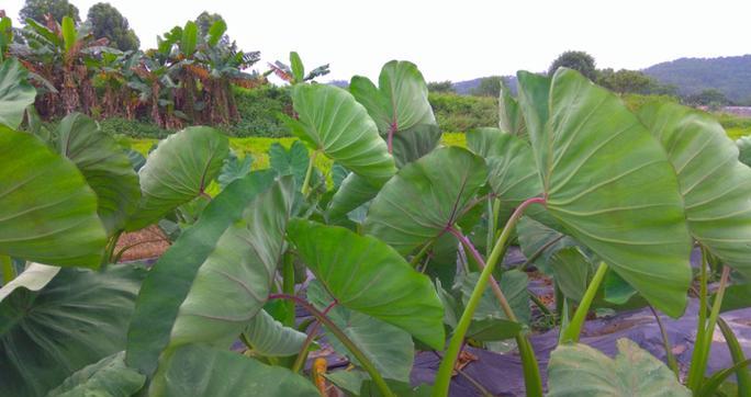 旱半夏的最佳肥料（提高产量，增加品质——选择最优肥料的技巧）
