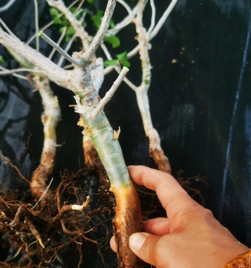 探秘块根植物的生长特点和种类分类（了解块根植物的独特生长方式和分类多样性）
