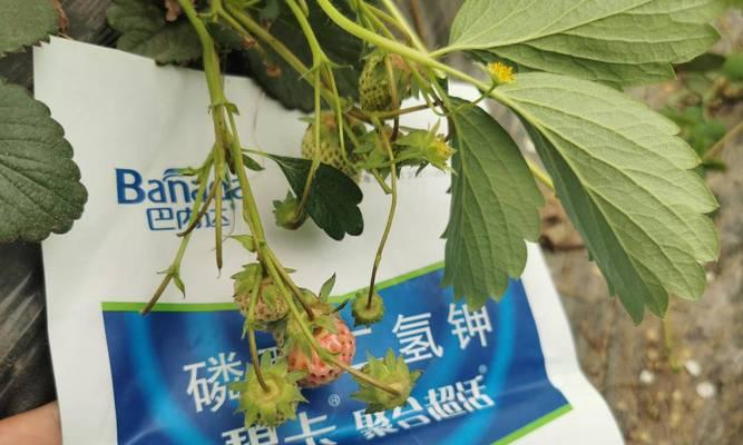 磷酸二氢钾浇法师，增加农作物产量（磷酸二氢钾的作用、用法及注意事项）