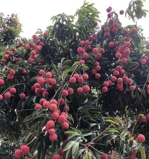 荔枝嫁接成活率高的技巧（成功嫁接荔枝的15个步骤）