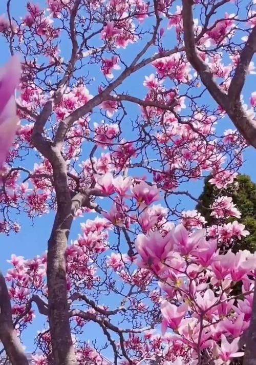 白玉兰花的养殖技巧（如何正确养护摘下来的白玉兰花）
