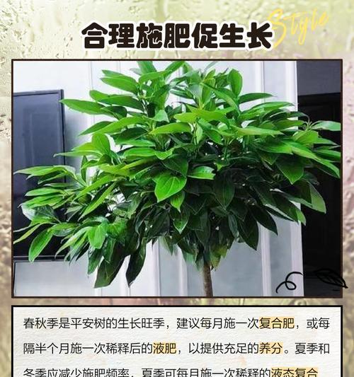 如何清洁平安树叶子，保持健康生长（简单有效的方法与技巧让平安树叶子清洁如新）