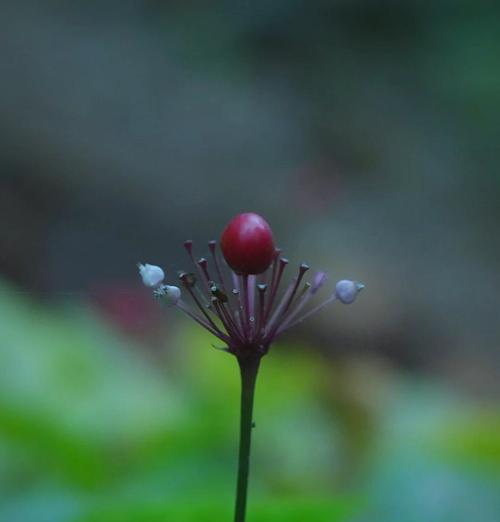 人参——滋补养生的灵草（探秘人参的功效与用法）