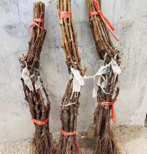 北方冬天葡萄苗的有效保存方法（冬季葡萄苗保存技巧及注意事项）