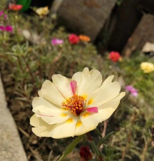 怎样养活午时花？（分享15个技巧助你成功养护午时花）
