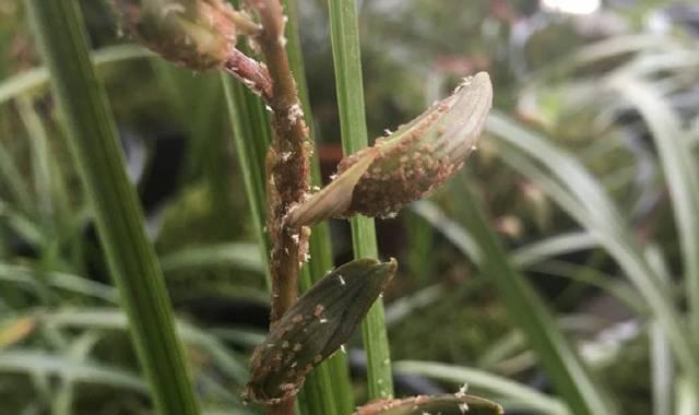 吊蓝遇虫如何处理（应对吊蓝受虫害的有效措施）