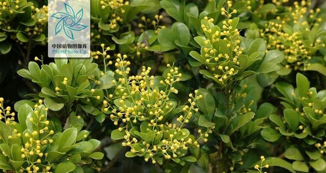 米兰栽培指南（掌握这些技巧，让你的米兰更健康茂盛）