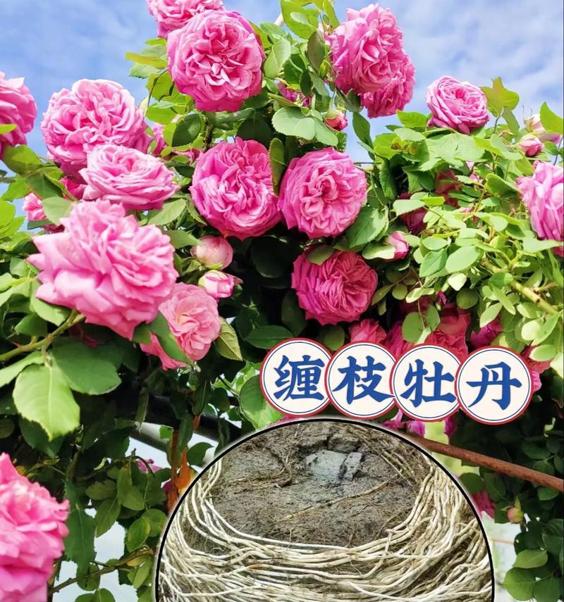 牡丹花的生长环境与特点（探究牡丹花的适宜生长环境与独特魅力）