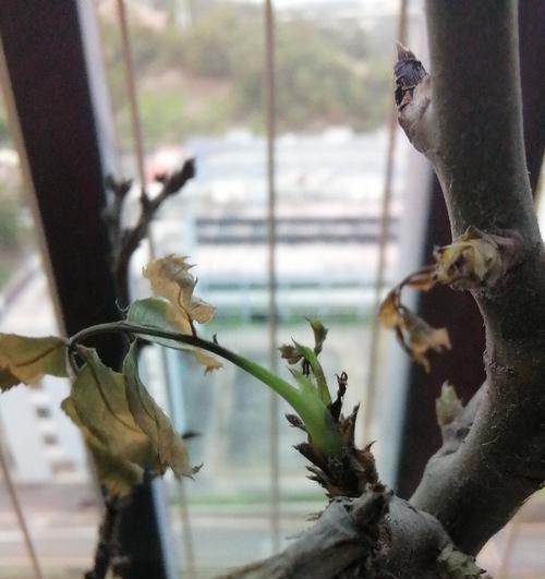 玫瑰花叶子枯萎的原因及应对方法